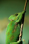 image of african_chameleon