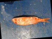 image of fish