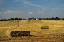 image of hay