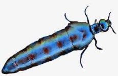 image of beetle #25