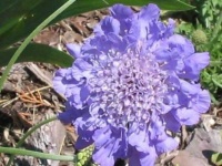image of flower