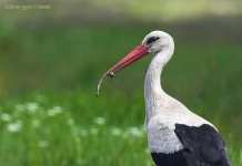 image of white_stork