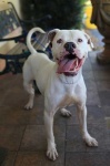 image of american_bulldog #19