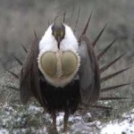 image of bird