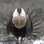 image of greator_sage_grouse #16