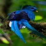 image of bird