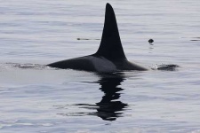 image of killer_whale