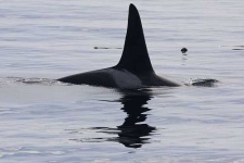 image of killer_whale #16