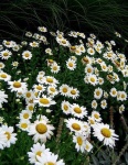 image of daisy
