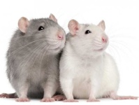 image of animal