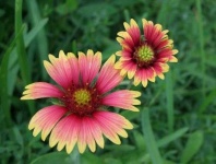 image of flower