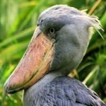 image of bird