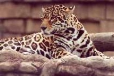image of jaguar_car