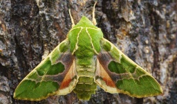 image of animal