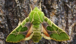 image of moth #17