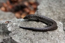 image of alligator_lizard