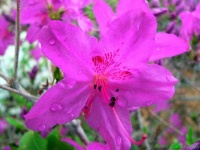 image of azalea #34