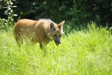 image of red_wolf