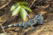 image of common_iguana