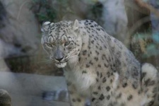 image of jaguar_car