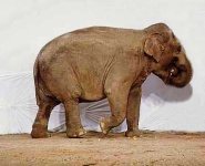 image of indian_elephant