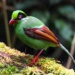 image of bird