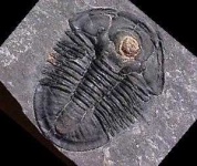 image of trilobite