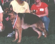 image of german_shepherd