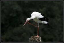 image of white_stork