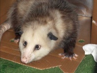 image of possum #32