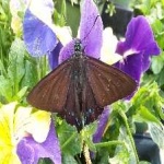 image of animal