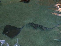 image of stingray