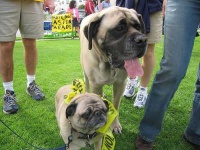 image of pug