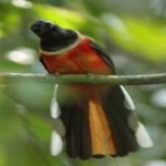 image of red_naped_trogon #18