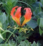 image of flower