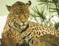 image of jaguar_car