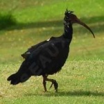 image of bird