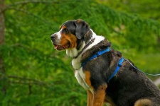 image of greater_swiss_mountain_dog