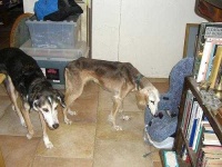 image of saluki