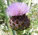 image of cardoon