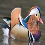 image of bird