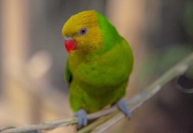 image of parrot #25