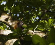 image of howler_monkey