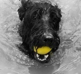 image of scotch_terrier