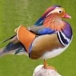 image of bird