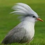 image of bird