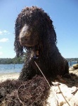 image of irish_water_spaniel #23