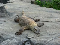 image of komodo_dragon