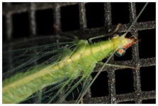 image of lacewing