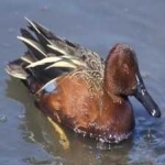 image of bird